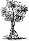 Screw tree - a tree or shrub of the genus Helicteres