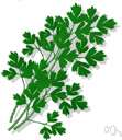 Anthriscus cereifolium - aromatic annual Old World herb cultivated for its finely divided and often curly leaves for use especially in soups and salads