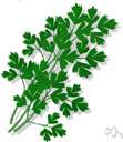 beaked parsley - aromatic annual Old World herb cultivated for its finely divided and often curly leaves for use especially in soups and salads