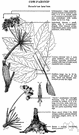 hogweed - tall coarse plant having thick stems and cluster of white to purple flowers