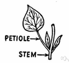 petiole - the slender stem that supports the blade of a leaf