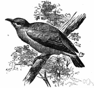bulbul - nightingale spoken of in Persian poetry