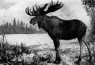 genus Alces - elk or moose