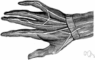 arteria metacarpea - dorsal and palmar arteries of the hand