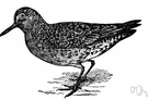 Grayback - a sandpiper that breeds in the Arctic and winters in the southern hemisphere