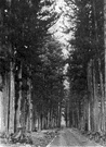 genus Cryptomeria - Japanese cedar