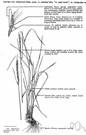 Agropyron subsecundum - a wheatgrass with straight terminal awns on the flowering glumes