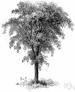 Huntingdon elm - erect vigorous hybrid ornamental elm tree