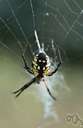 Argiope aurantia - a widely distributed North American garden spider