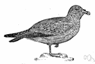 fulmar - heavy short-tailed oceanic bird of polar regions
