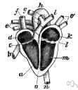 atrioventricular valve - either of two heart valves through which blood flows from the atria to the ventricles