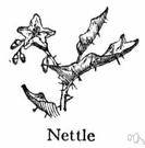 stinging nettle - perennial Eurasian nettle established in North America having broad coarsely toothed leaves with copious stinging hairs