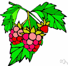 red raspberry - any of several raspberries bearing red fruit