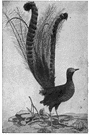 lyrebird - Australian bird that resembles a pheasant