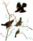 Agelaius - red-winged blackbirds