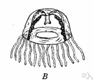 phylum Ctenophora - comb jellies