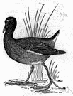 water hen - any of various small aquatic birds of the genus Gallinula distinguished from rails by a frontal shield and a resemblance to domestic hens