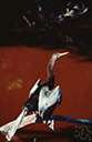 anhinga - fish-eating bird of warm inland waters having a long flexible neck and slender sharp-pointed bill