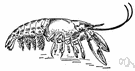 pleopod - one of the paired abdominal appendages of certain aquatic crustaceans that function primarily for carrying the eggs in females and are usually adapted for swimming