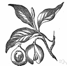 genus Myristica - type genus of Myristicaceae