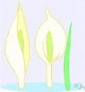 foetid pothos - deciduous perennial low-growing fetid swamp plant of eastern North America having minute flowers enclosed in a mottled greenish or purple cowl-shaped spathe