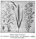 Italian millet - coarse drought-resistant annual grass grown for grain, hay, and forage in Europe and Asia and chiefly for forage and hay in United States