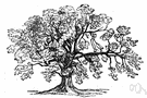ash tree - any of various deciduous pinnate-leaved ornamental or timber trees of the genus Fraxinus