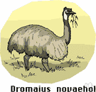 Dromaius - a genus of birds in the order Casuariiformes