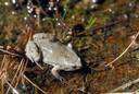Microhylidae - narrow-mouthed toads and sheep frogs