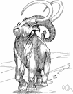 Mammuthus primigenius - very hairy mammoth common in colder portions of the northern hemisphere