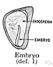 embryo - (botany) a minute rudimentary plant contained within a seed or an archegonium
