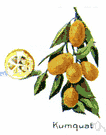 kumquat - any of several trees or shrubs of the genus Fortunella bearing small orange-colored edible fruits with thick sweet-flavored skin and sour pulp