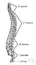 vertebral - of or relating to or constituting vertebrae