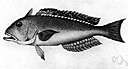 family Malacanthidae - short-headed marine fishes