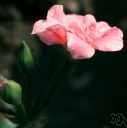 pink calla - calla having a rose-colored spathe