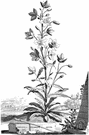 Campanula pyramidalis - bellflower of southeastern Europe