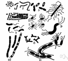 Vibrio comma - comma-shaped bacteria that cause Asiatic cholera