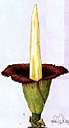 amorphophallus - any plant of the genus Amorphophallus