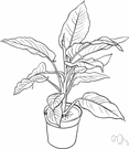 mother-in-law plant - an evergreen plant with large showy dark green leaves