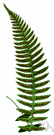 genus Blechnum - in some classification systems placed in family Polypodiaceae