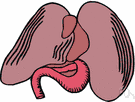 bile - a digestive juice secreted by the liver and stored in the gallbladder