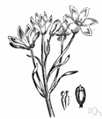 Ornithogalum umbellatum - common Old World herb having grasslike leaves and clusters of star-shaped white flowers with green stripes