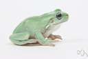 amphibian - relating to or characteristic of animals of the class Amphibia
