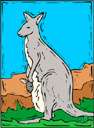 Macropodidae - kangaroos