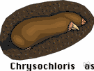 genus Chrysochloris - type genus of the Chrysochloridae