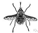 bee fly - hairy nectar-eating fly that resembles a bee