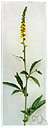 Agrimonia procera - fragrant European perennial herb found at woodland margins on moist soils