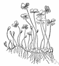 Marsilea drummondii - Australian clover fern