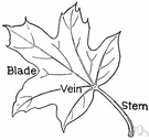 blade - especially a leaf of grass or the broad portion of a leaf as distinct from the petiole