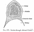 adrenal medulla - the medulla of the adrenal gland